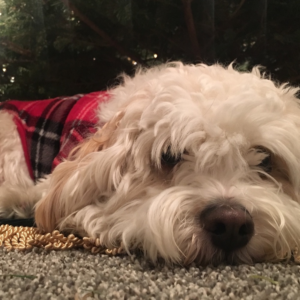 Meet your Posher, Hannah